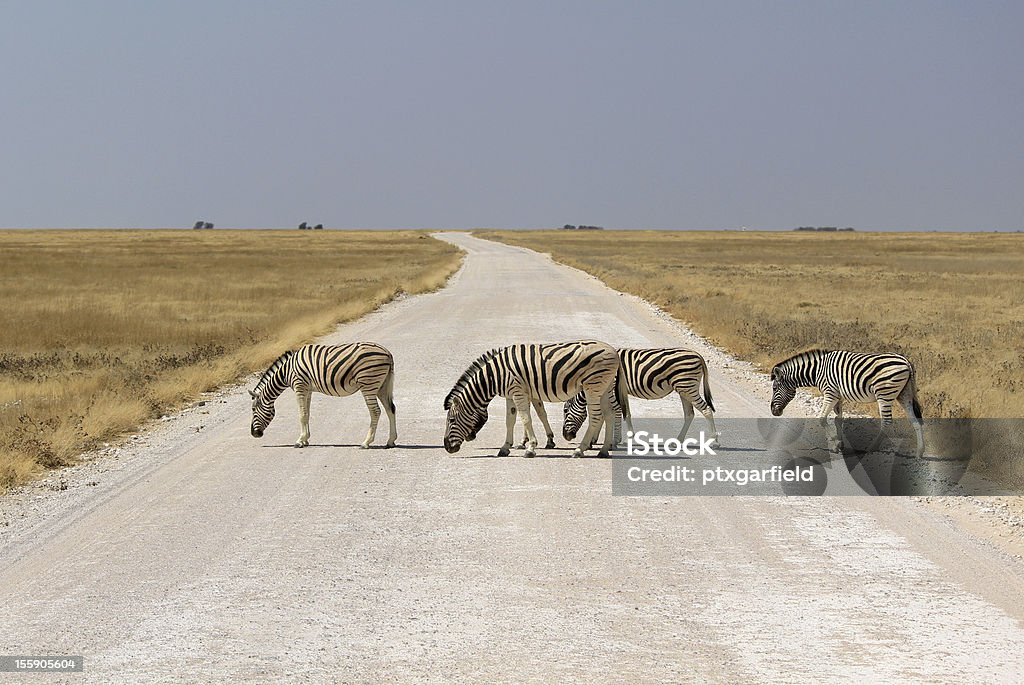 Herd of de burchell ´ s zebras crossing road en de Etosha wildpark - Foto de stock de Aire libre libre de derechos