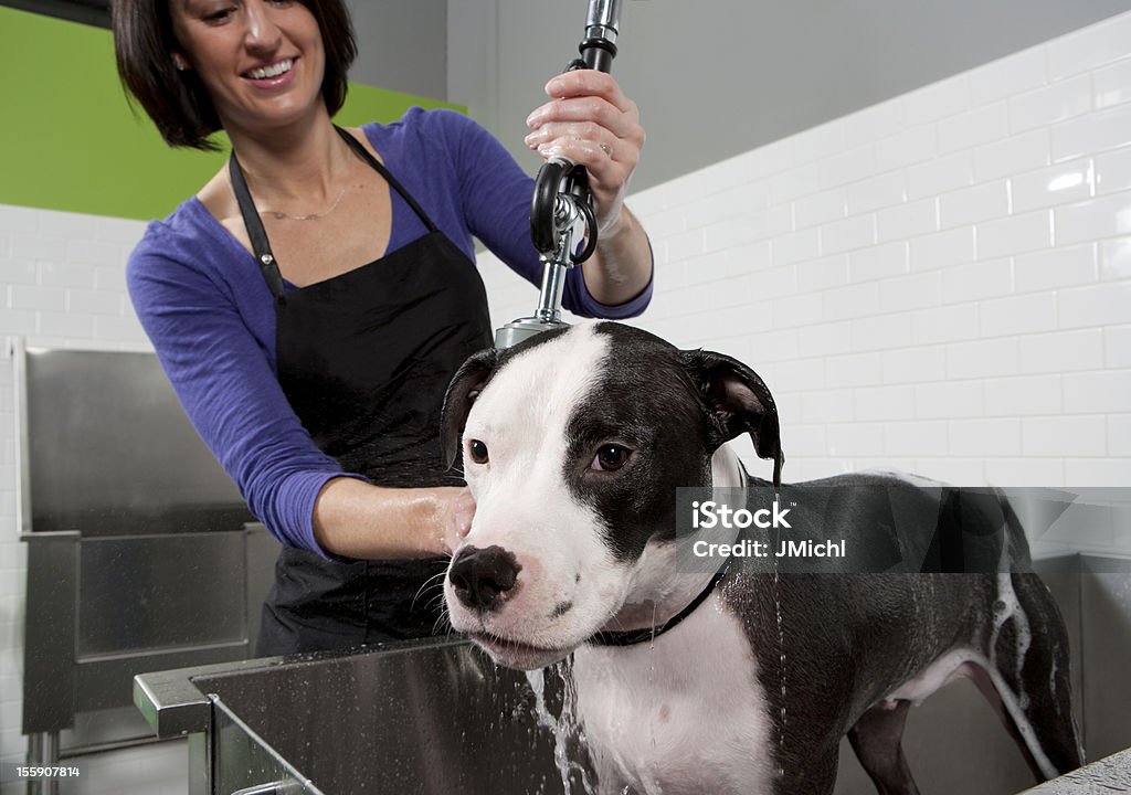 Raças mistas cão ficando um banho no autoatendimento cão de lavagem. - Foto de stock de Cão royalty-free