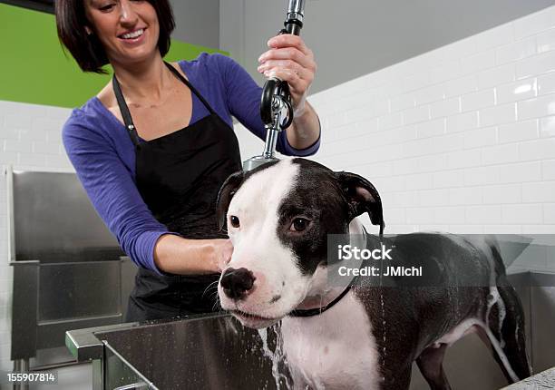 Foto de Raças Mistas Cão Ficando Um Banho No Autoatendimento Cão De Lavagem e mais fotos de stock de Cão