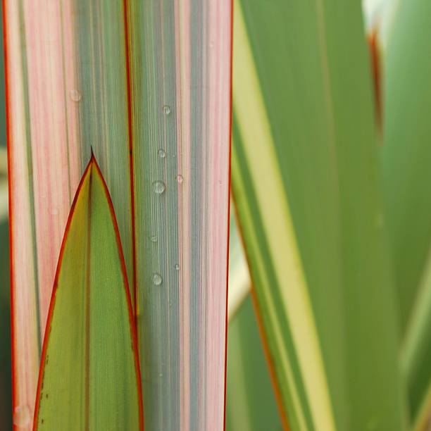 istock Raindrops on New Zealand Flax 155907876
