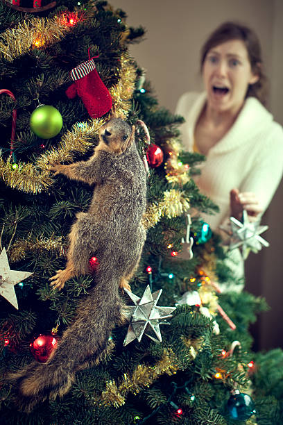 Young Woman Finds Squirrel In Christmas Tree Stock Photo - Download Image  Now - Christmas, Squirrel, Bizarre - iStock