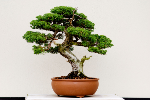 Bonsai tree in a pot and with white background