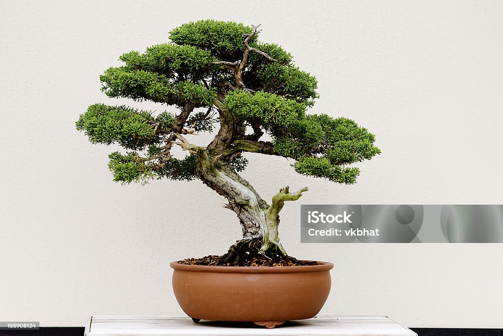 Small green bonsai tree in a brown plant pot Bonsai tree in a pot and with white background Bonsai Tree Stock Photo