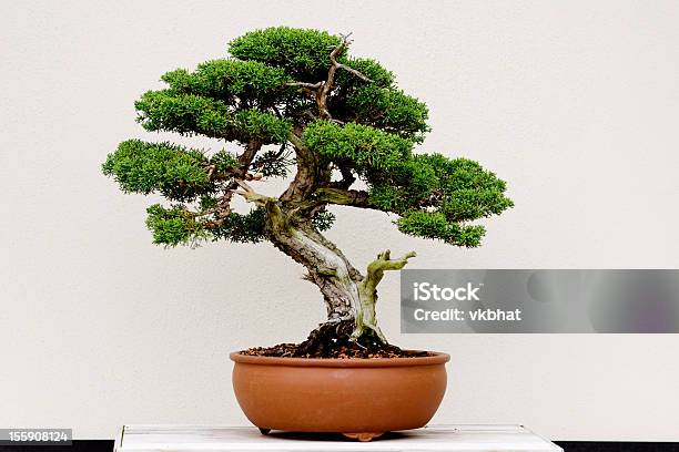 Small Green Bonsai Tree In A Brown Plant Pot Stock Photo - Download Image Now - Bonsai Tree, Tree, White Background