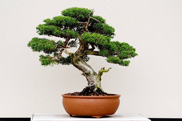 ต้นบอนไซสีเขียวขนาดเล็กในกระถางต้นไม้สีน้ําตาล - bonsai tree ภาพสต็อก ภาพถ่ายและรูปภาพปลอดค่าลิขสิทธิ์