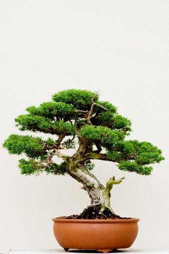 Single beautiful bonsai tree in a pot with white background