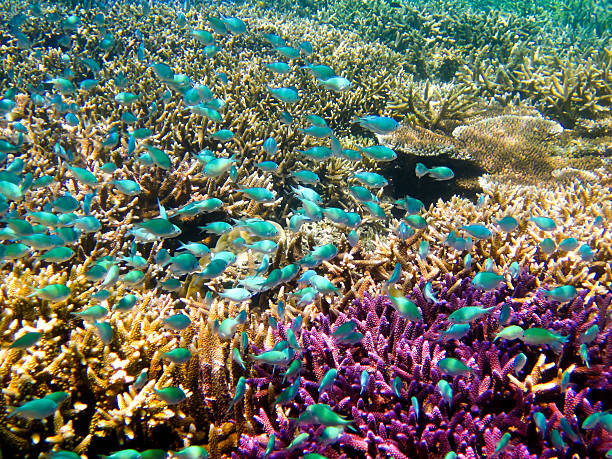 색상화 산호색 산호초 - celebes sea 뉴스 사진 이미지