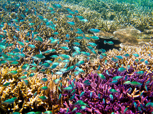 colorido recife de coral - sipadan island - fotografias e filmes do acervo