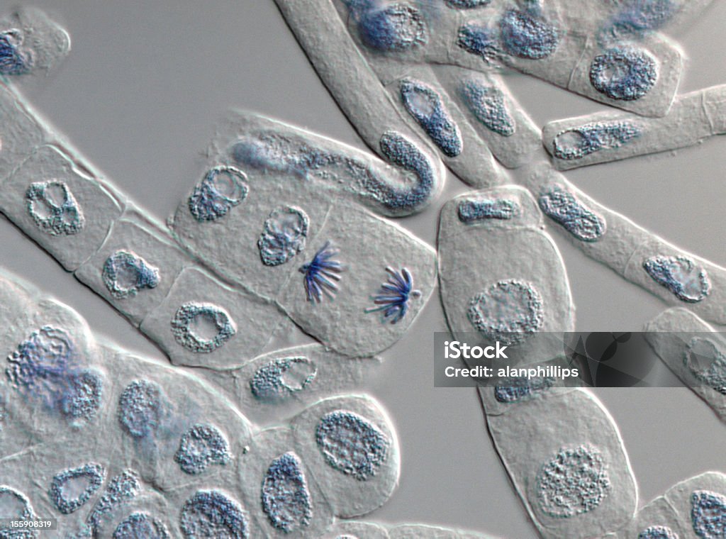 植物細胞 Anaphase として、顕微鏡付き - 有糸分裂のロイヤリティフリーストックフォト