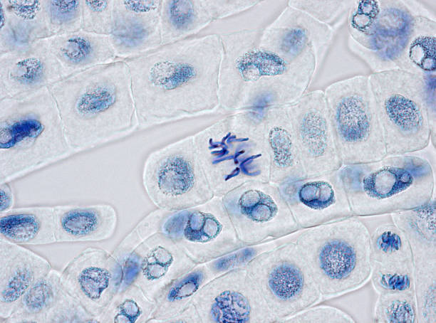 wybarwione w przypadku jąder komórek roślinnych z jednej komórki w metaphase - interphase zdjęcia i obrazy z banku zdjęć