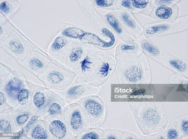 Plant Cells Stained For Nuclei With One In Anaphase Stock Photo - Download Image Now