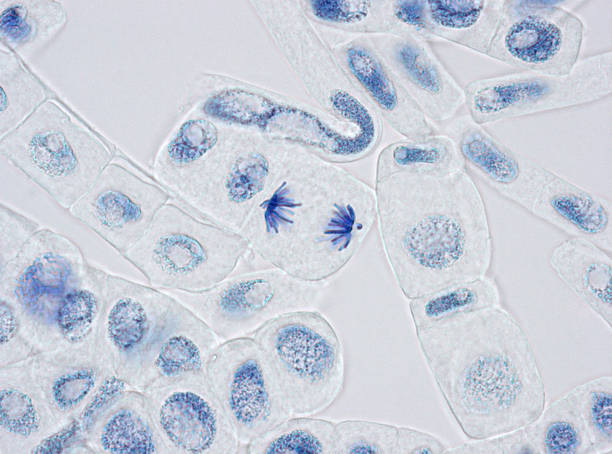 wybarwione w przypadku jąder komórek roślinnych z jednym w anafaza - mitoza zdjęcia i obrazy z banku zdjęć