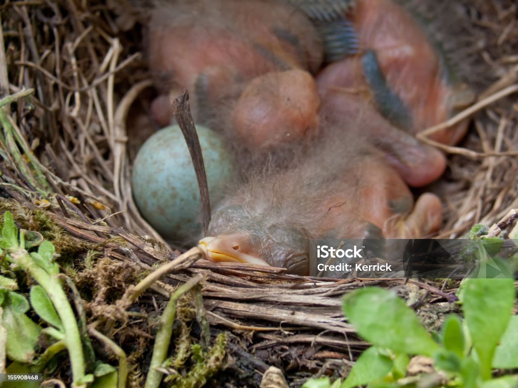 blackbird baby - 4 Tage alt - Lizenzfrei Amsel Stock-Foto