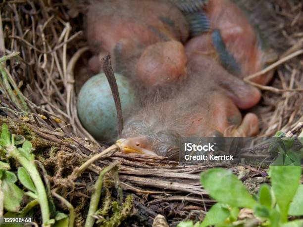 Blackbird Baby 4 Tage Alt Stockfoto und mehr Bilder von Amsel - Amsel, April, Ausbrüten