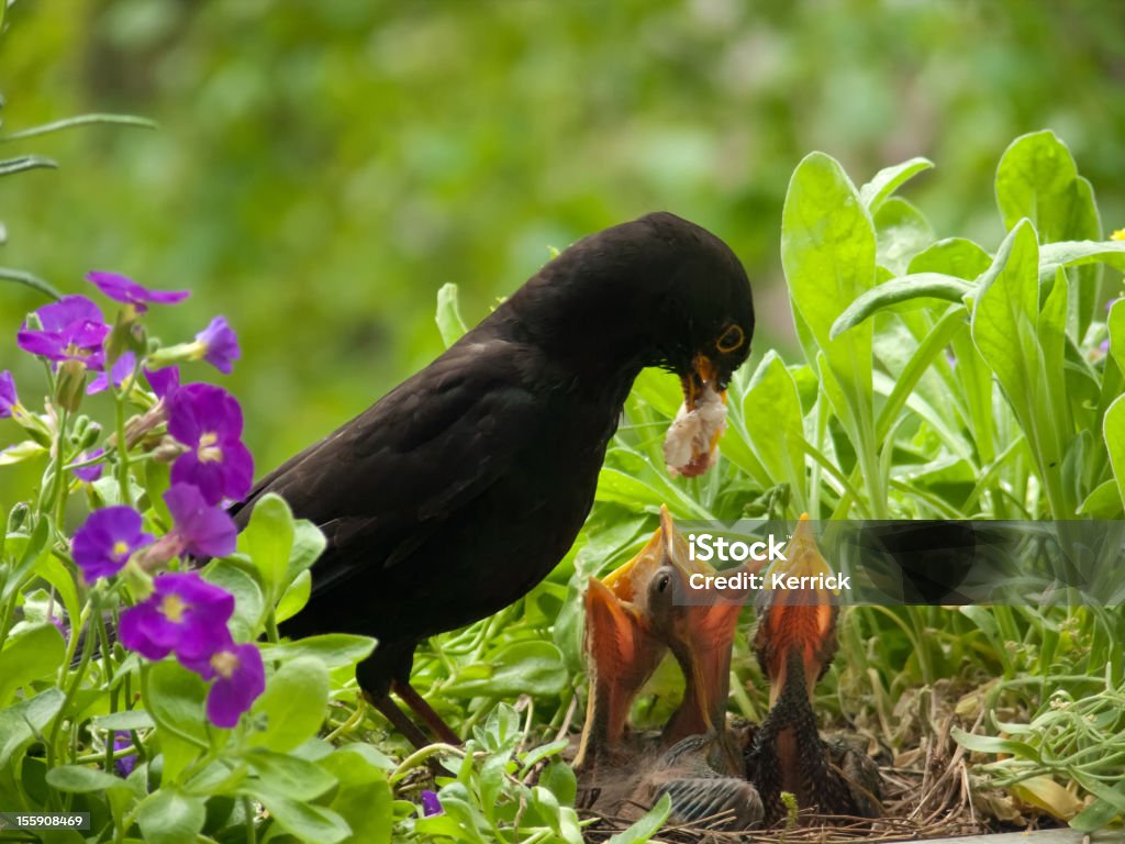 Blackbird Babys und sonderbare Wurm von Vater - Lizenzfrei Füttern Stock-Foto