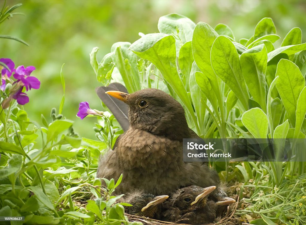 Blackbird Familie – 1 und 3 Kinder - Lizenzfrei Blatt - Pflanzenbestandteile Stock-Foto