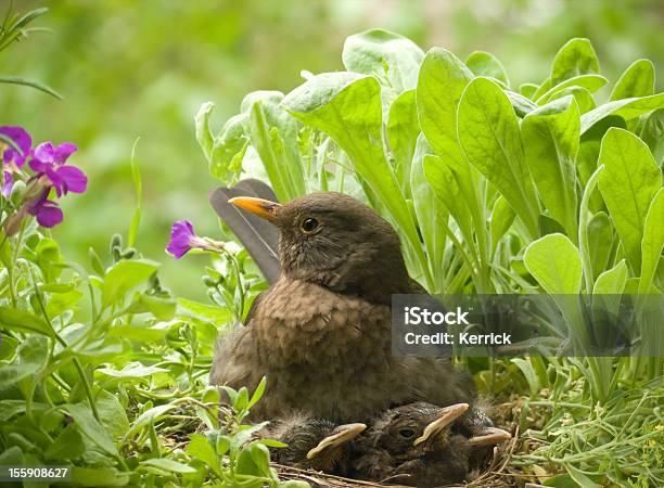 Blackbird Familie 1 Und 3 Kinder Stockfoto und mehr Bilder von Blatt - Pflanzenbestandteile - Blatt - Pflanzenbestandteile, Blick in die Kamera, Farbbild