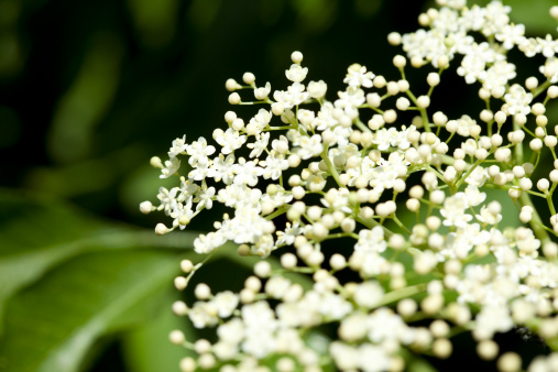 elder blossom close-up