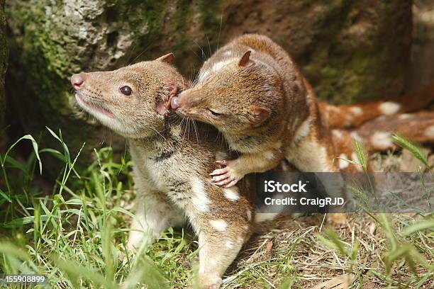 Quoll - Fotografias de stock e mais imagens de Austrália - Austrália, Animal em via de extinção, Animal