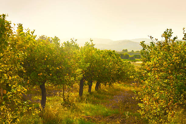 lemon orchard - gold leaf fotos stock-fotos und bilder