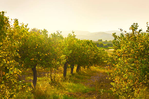 limón orchard - árboles frutales fotografías e imágenes de stock