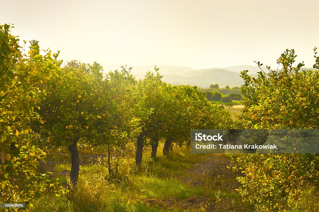 Lemon orchard  Orchard Stock Photo