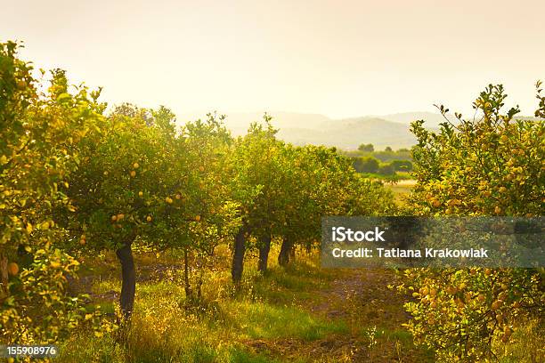 Lemon Orchard Stock Photo - Download Image Now - Orchard, Lemon Tree, Lemon - Fruit