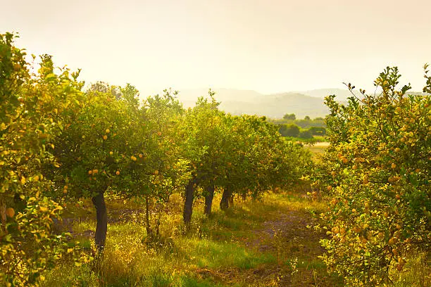Photo of Lemon orchard