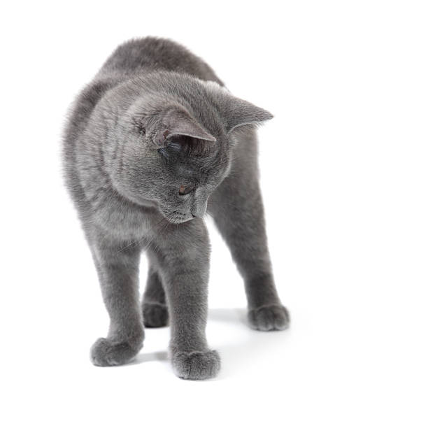British shorthair kitten looking down, 4 months old.