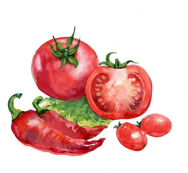 istock tomato. watercolor painting on white background 155909386