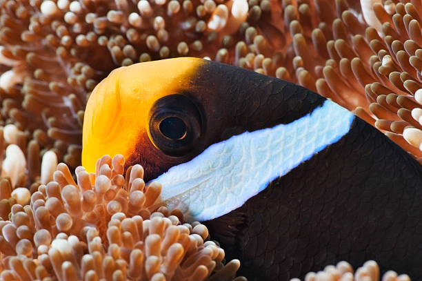 Anemone fish – Foto