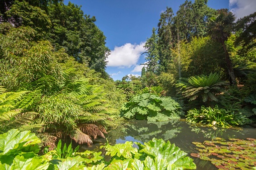 Sunny views of trees and lush foliage at the Lost Gardens of Heligan, Cornwall, UK