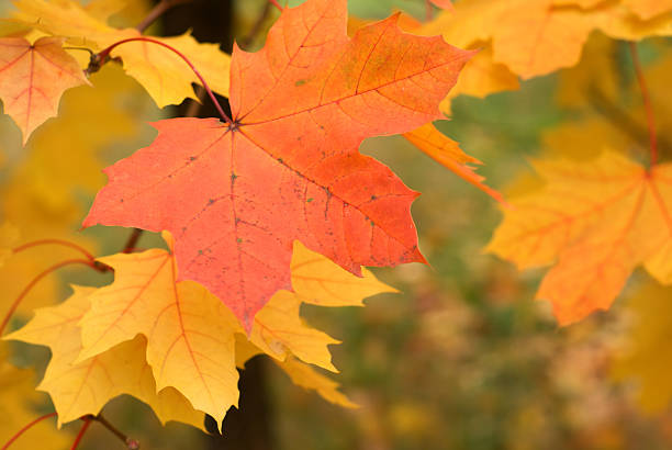 istock Maple leaves in autumn forest closeup 155910071
