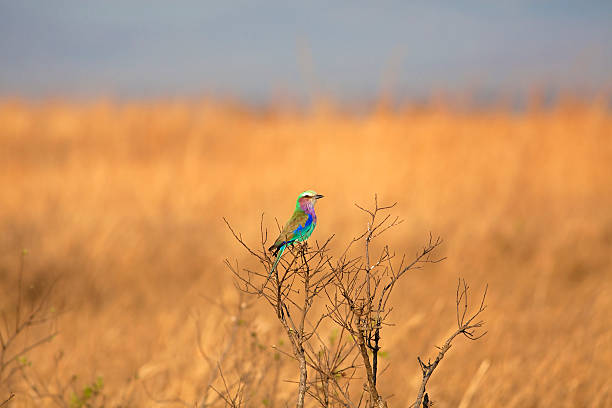 Lilac-breasted roller Lilac-breasted roller sitting on a branch in tha African savannah lilac breasted roller stock pictures, royalty-free photos & images