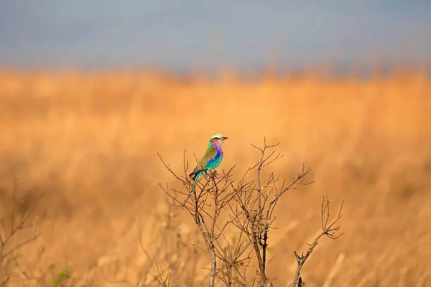 Lilac-breasted roller sitting on a branch in tha African savannah