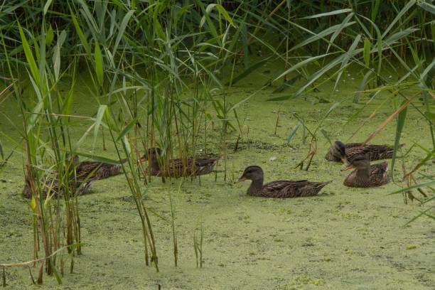 istock Family of young ducks on algae covered wild pond 1559103310