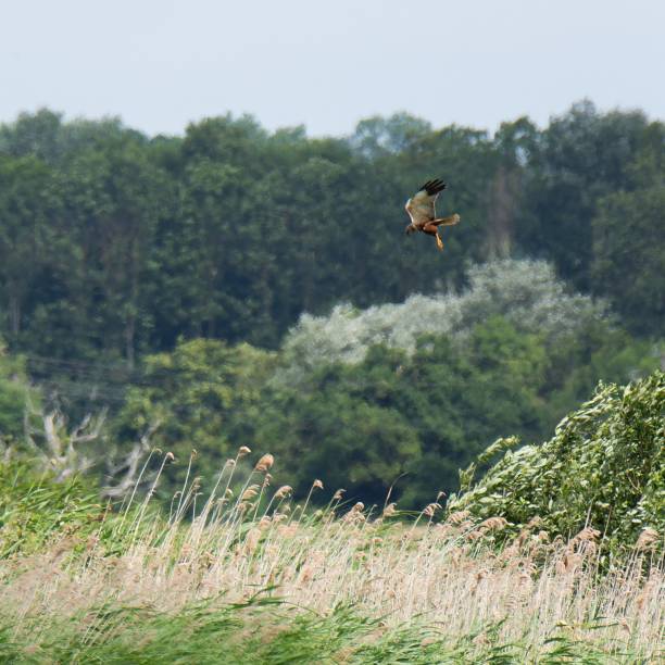 Marsh Harrier hunting low over wetlands
