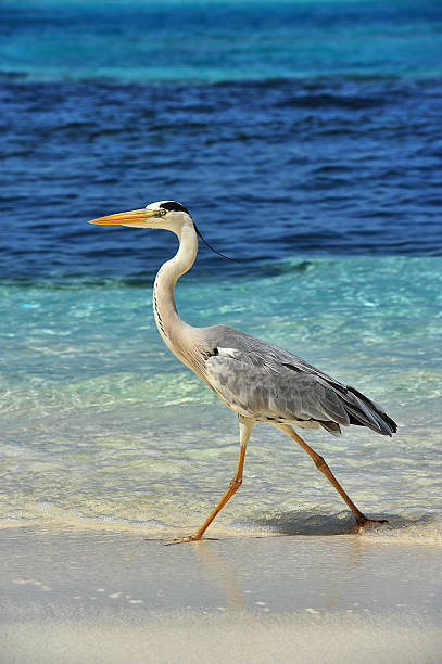 Garza de pájaro - foto de stock