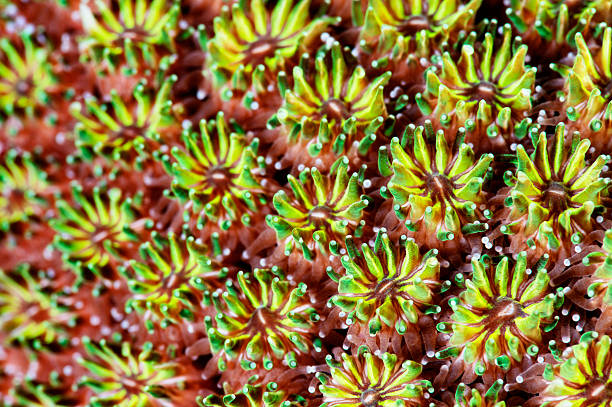 Coral textura de - foto de stock