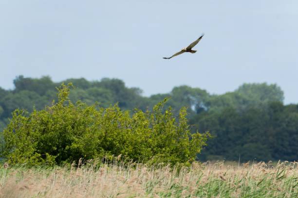 istock Bird of prey hunting over marshes 1559106884