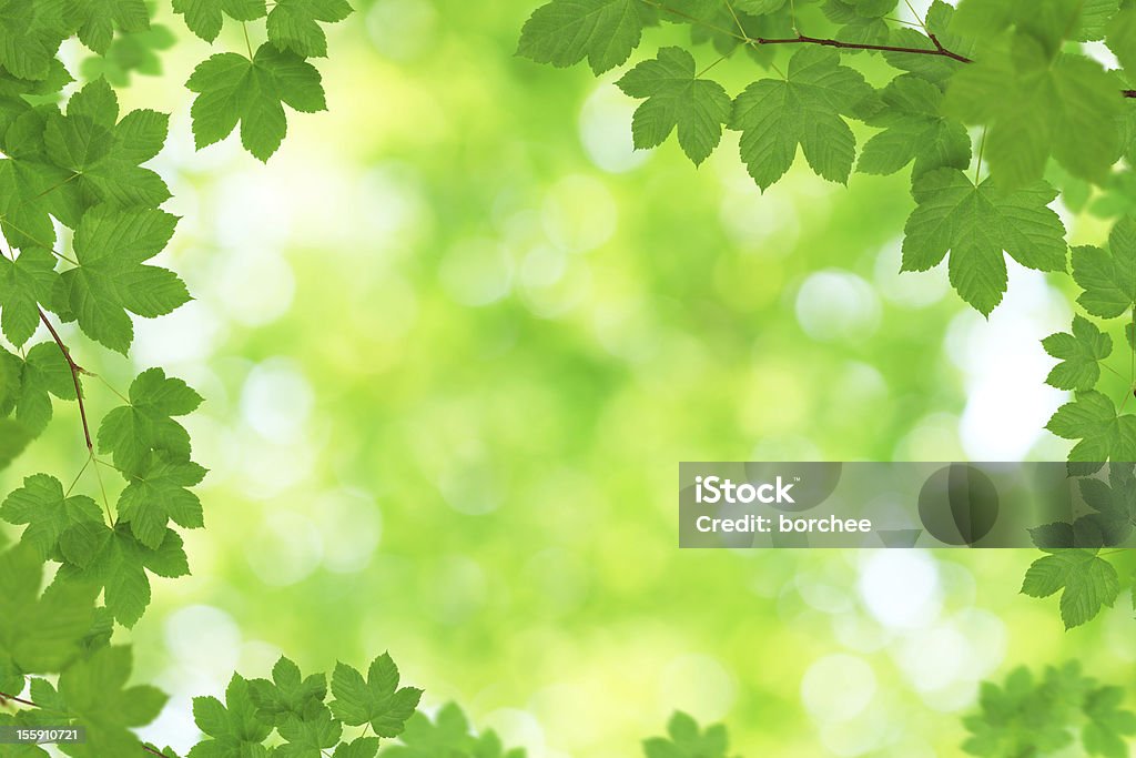 Fresh Green Maple Foliage Fresh green maple leaves. Backgrounds Stock Photo