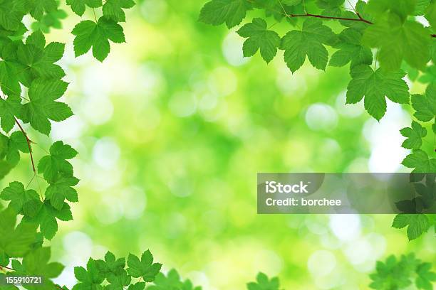 Fresh Green Maple Foliage Stock Photo - Download Image Now - Backgrounds, Beauty, Beauty In Nature