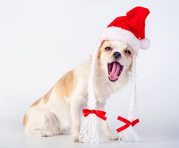 joyeux chihuahua chien portant chapeau de père noël avec couettes - bow pets small velvet photos et images de collection