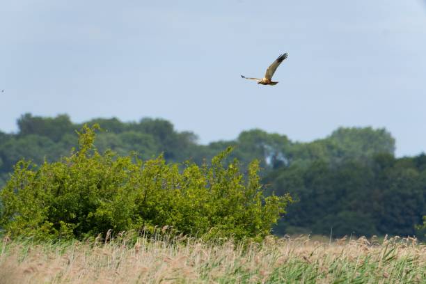 istock Marsh Harrier hunting over marshes reeds 1559107413