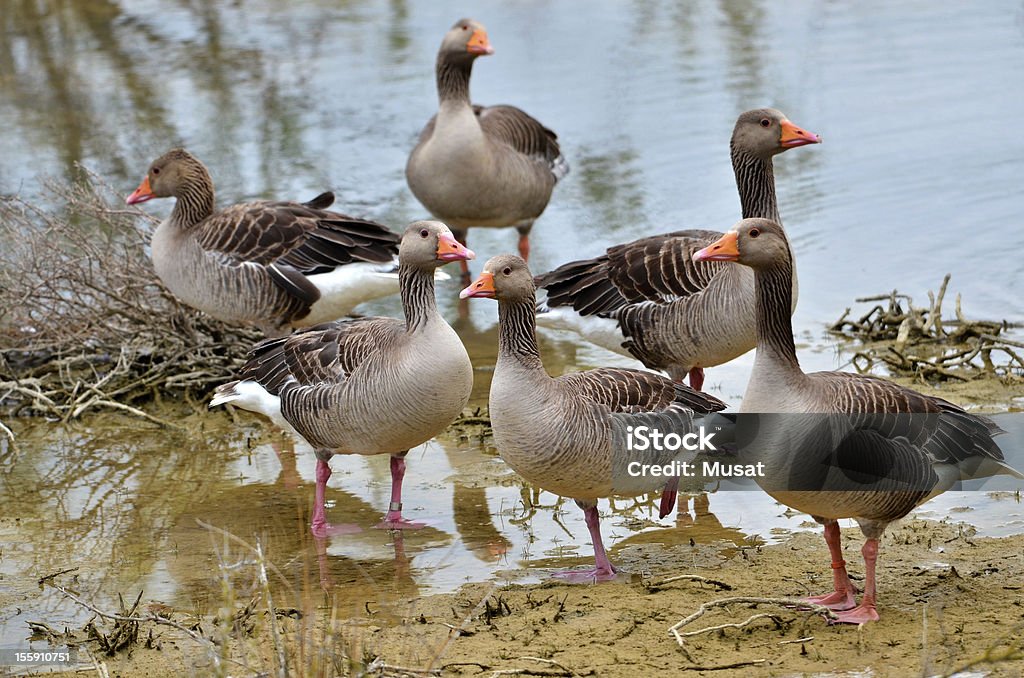 Grupo de gansos greylag - Foto de stock de Agricultura royalty-free