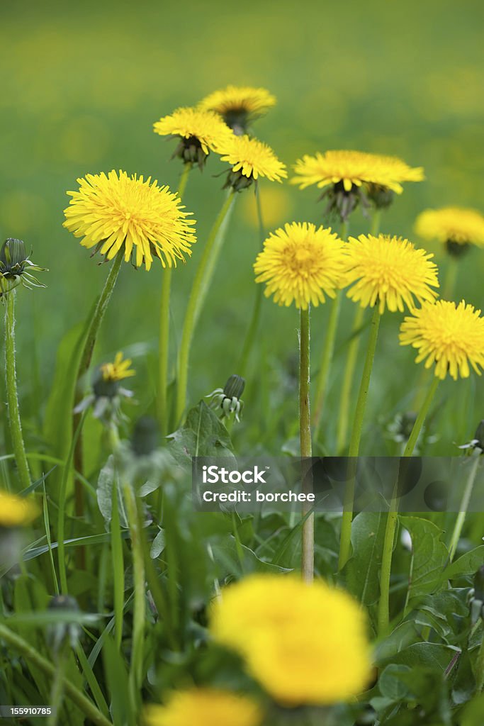 Diente de león - Foto de stock de Amarillo - Color libre de derechos