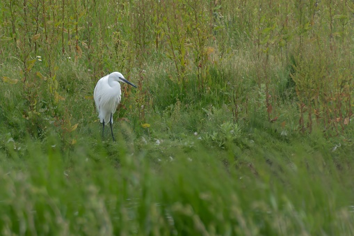 Egret starkly white amongst the greenery of Marsh vegetation