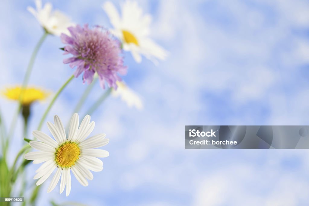 Flores de primavera - Foto de stock de Amarillo - Color libre de derechos