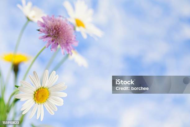 Flores De Primavera Foto de stock y más banco de imágenes de Amarillo - Color - Amarillo - Color, Azul, Blanco - Color