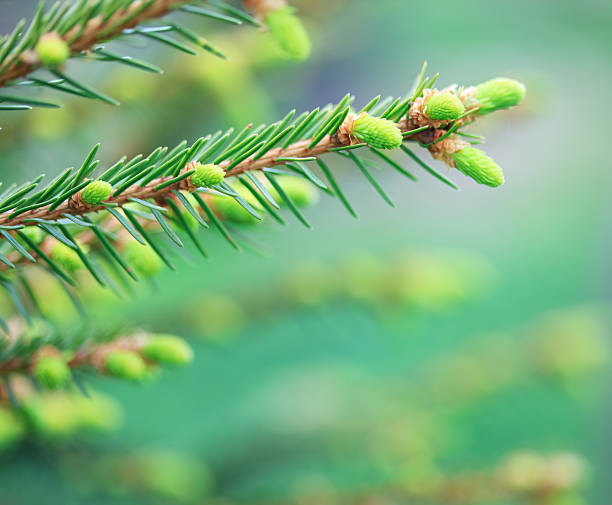 新鮮な成長率 - growth new evergreen tree pine tree ストックフォトと画像